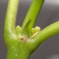 Canthium coromandelicum (Burm.f.) Alston